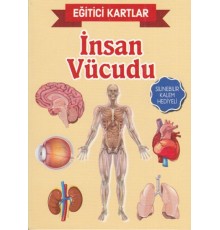 Eğitici Kartlar İnsan Vücudu