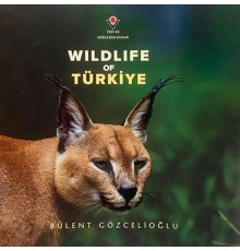 Wıldlıfe Of Türkiye