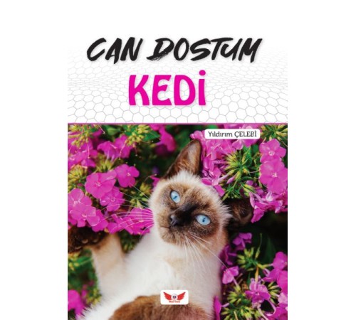 Can Dostum Kedi