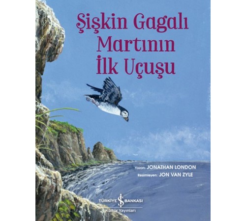 Şişkin Gagalı Martının İlk Uçuşu