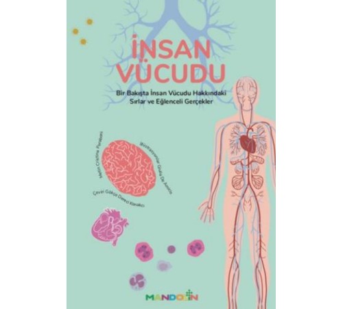 İnsan Vücudu