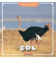 Çöl - Hayvanlar Dünyası
