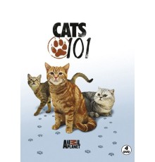 Cats 101 - Kediler
